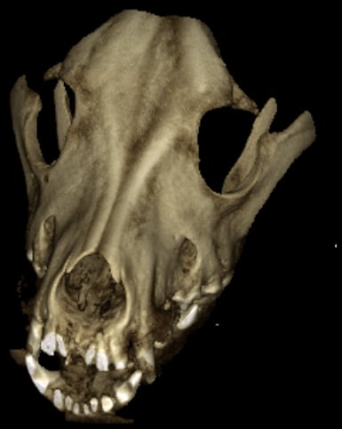 CT Scan of a Dog's Head