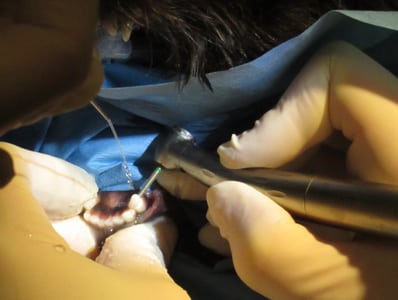 Dog Root Canal in Boxborough, MA