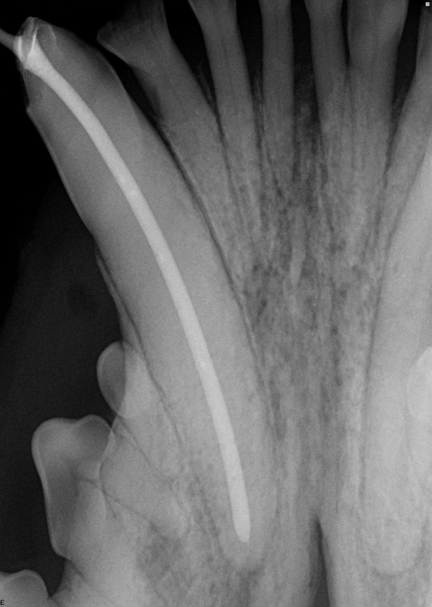 Dog Root Canal X-Ray