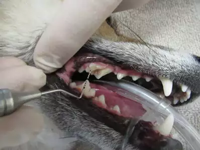 Dog Tooth Extraction