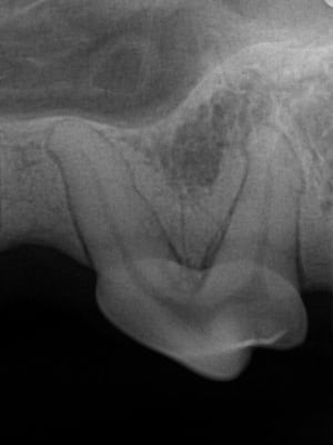 Tooth x-ray of a dog