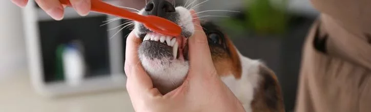 Learn How to Brush Your Dog’s Teeth at Home