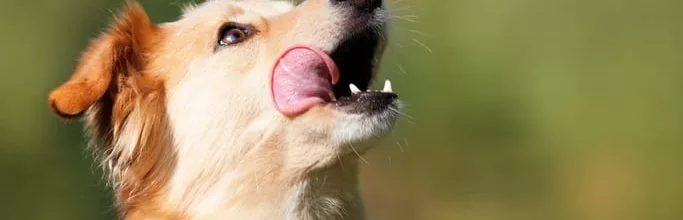 Is a Dog’s Mouth Cleaner Than a Human’s Mouth?