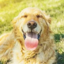 How to Get Rid of Your Dog’s Bad Breath in Boxborough, MA