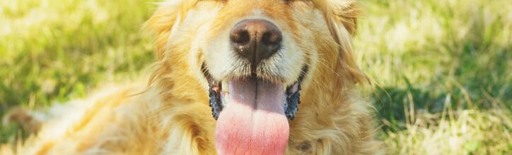 How to Get Rid of Your Dog’s Bad Breath in Boxborough, MA