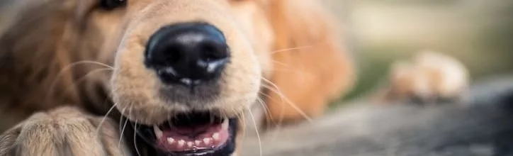 When Do Puppies Lose Their Teeth in Boxborough, MA?