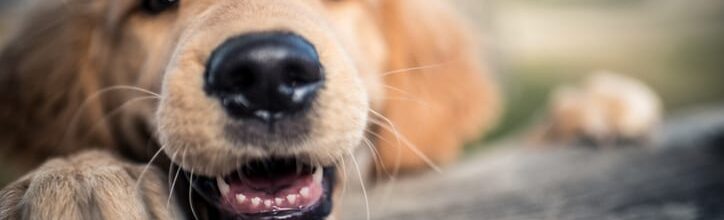 At What Age Do Dogs Lose Their Canine Teeth