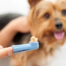 How to Choose the Best Dog Toothbrush in Boxborough, MA for Your Pet