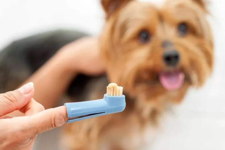 How to Choose the Best Dog Toothbrush in Boxborough, MA for Your Pet | Veterinary Dental Services, LLC