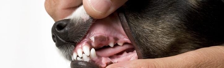Dog Periodontal Disease in Boxborough, MA: What Every Pet Owner Should Know