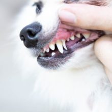 Identifying and Treating Cat and Dog Tooth Abscesses in Boxborough, MA