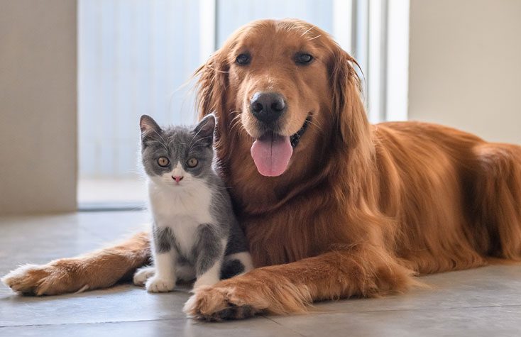 cat and dog on floor