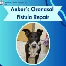 A Nose for Trouble: Ankor’s Story