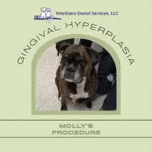 Molly’s Million-Dollar Smile