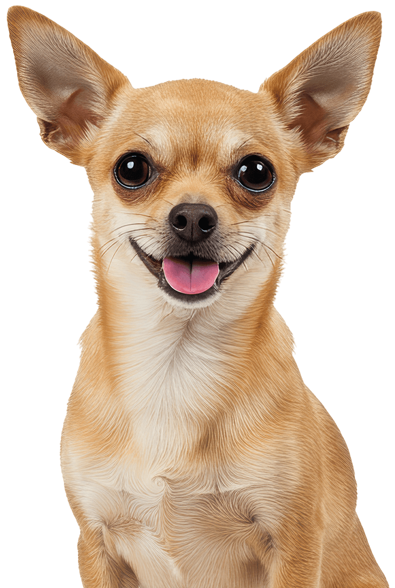 happy tan chihuahua smiling and facing forward