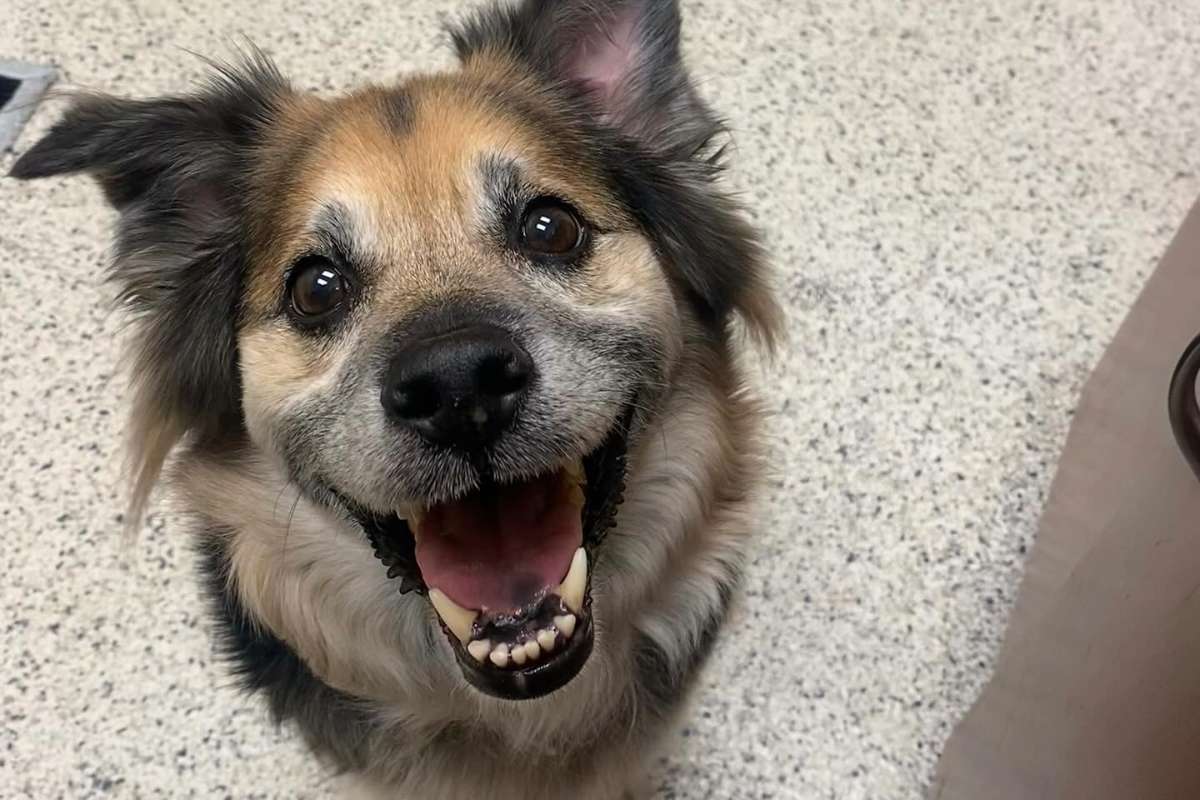 dog smiling up at the camera