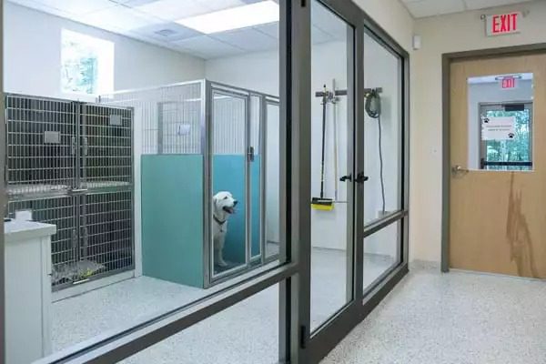 a white lab in the kennels