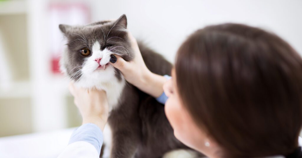 veterinarian examining mouth of gray and white long-haired cat