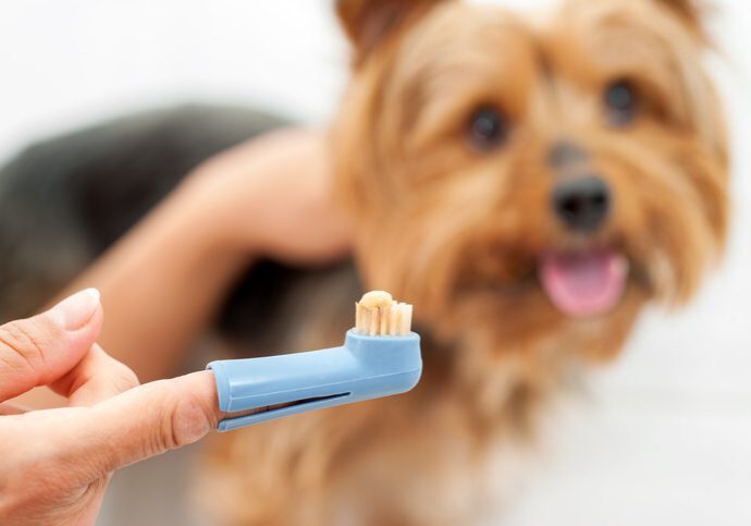 woman staring to brush her dogs teeth with a toothbrush and toothpaste