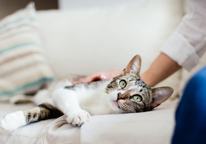 cat with green eyes laying on the couch and being pet by a woman