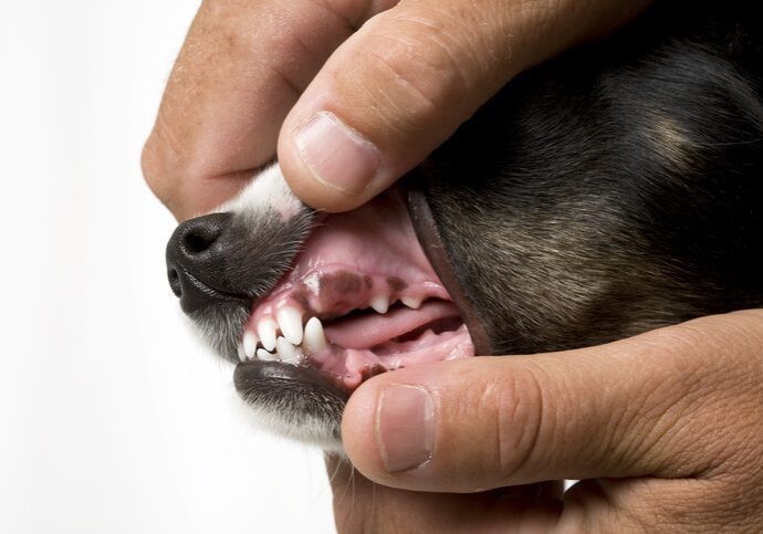 veterinarian checking a dogs teeth